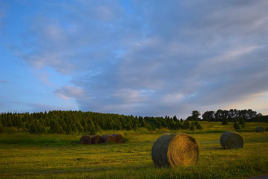farm, trees, hay, green, agriculture, landscape, rural, country HD wallpaper