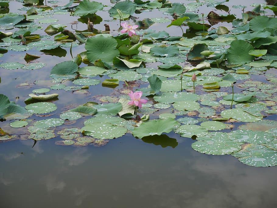 nelumbo nucifera leaf