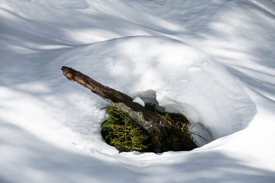 winter, snow, wintry, nature, winter dream, winter forest, snowy HD wallpaper