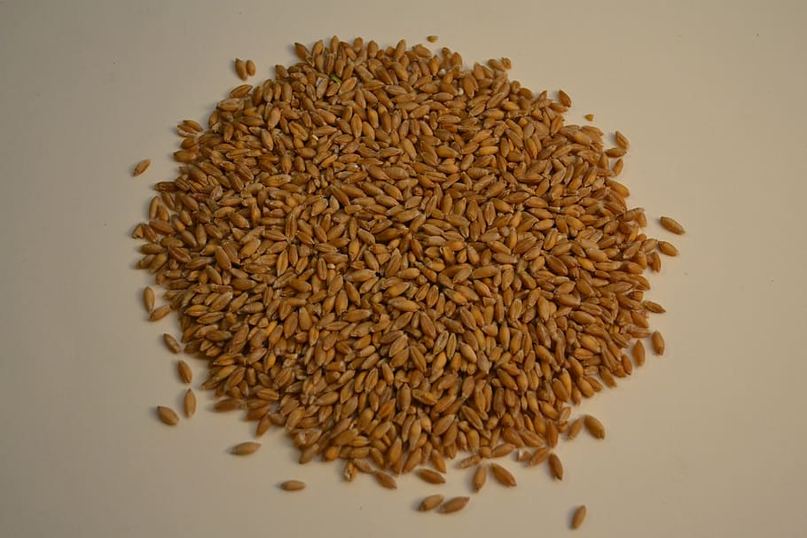 triticale, grains, organic, food, food and drink, studio shot HD wallpaper
