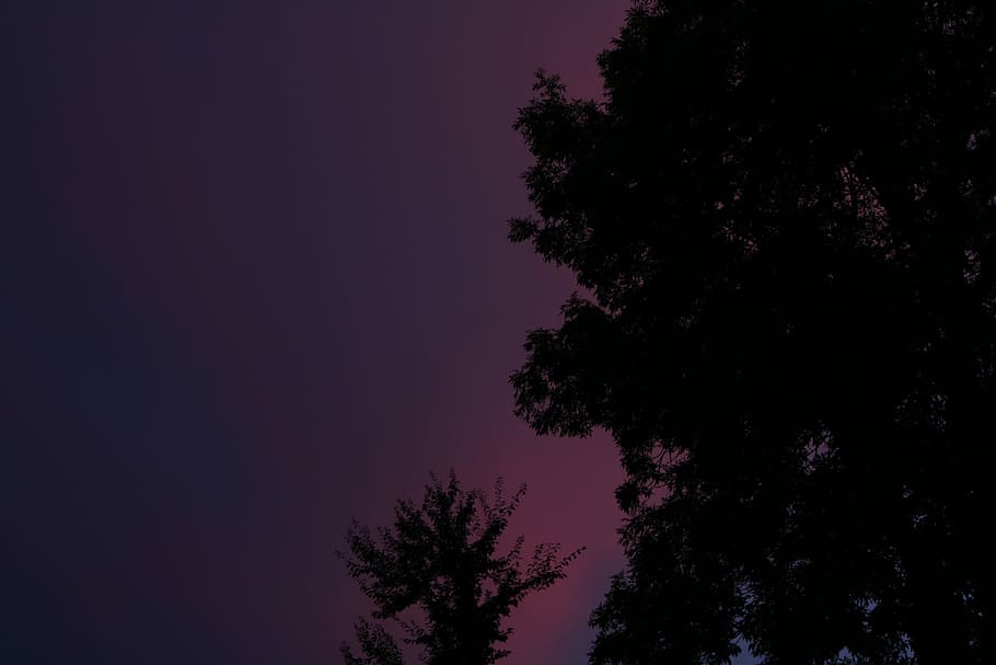 Purpleness, green leafed trees, sky, pink, silhouette, night HD wallpaper
