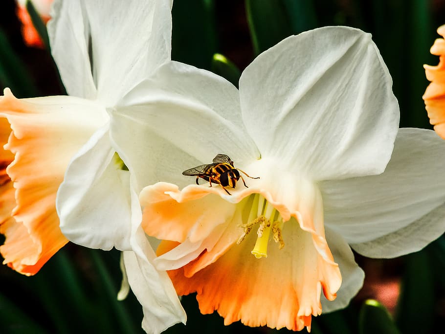orange and black fly perched on white and orange petaled flower closeup photography HD wallpaper