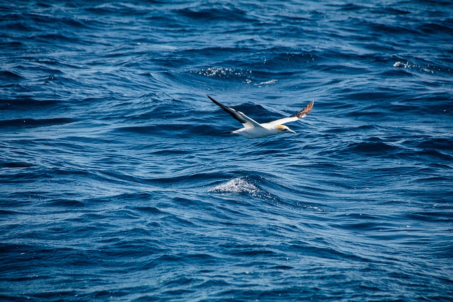 flight, white bird flying near body of water, sea, ocean, gull HD wallpaper