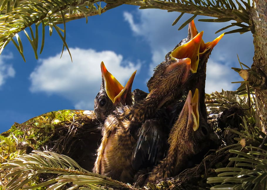 four black and yellow bird on nest, blackbird, hatching, boy HD wallpaper