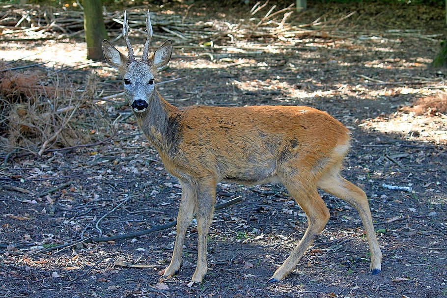 roe deer, forest, scheu, antler, nature, mammal, ruminant, animal themes HD wallpaper