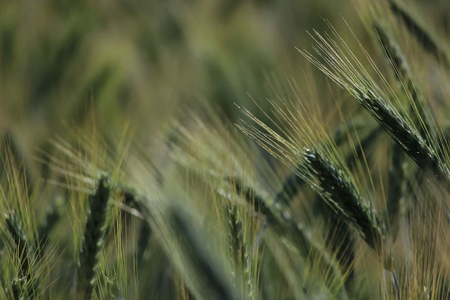cornfield, spike, wheat, grain, cereals, agriculture, wheat field HD wallpaper