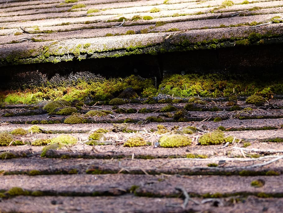 asphalt, shindles, moss covered, humid, nature, no people, growth HD wallpaper