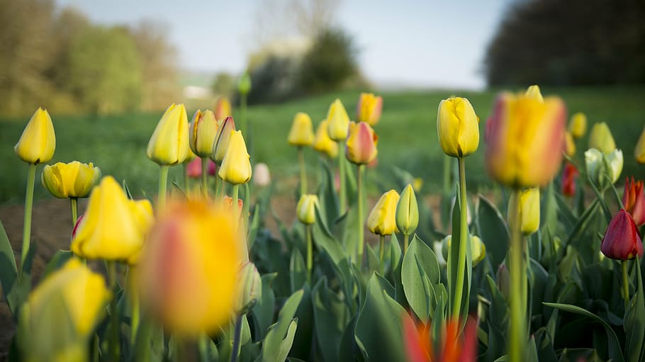 flowers, flora, tulips, plant, spring, flowering plant, yellow HD wallpaper
