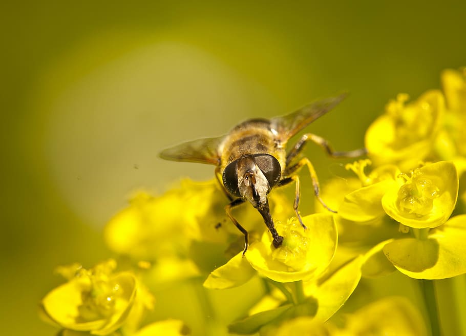 wasp, macro, yellow, close, the insect, flower, bloom, in the spring of HD wallpaper
