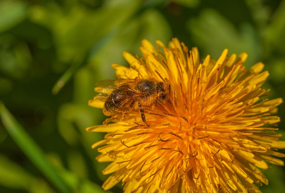 bee, flower, dandelion, plant, insect, nature, blossom, bloom HD wallpaper