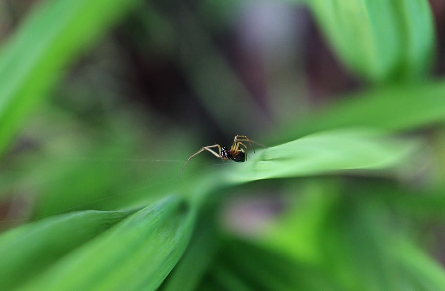 shallow focus photo of black insect, black and brown spider on web in tilt shift lens photography HD wallpaper