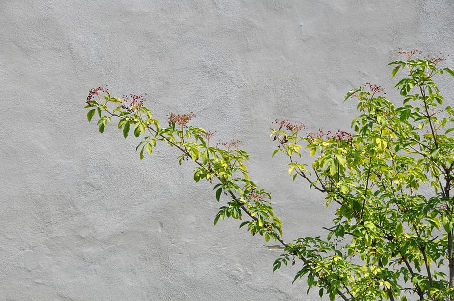 wall, sun, summer, nature, stone, bush, green, grey, seefeld HD wallpaper