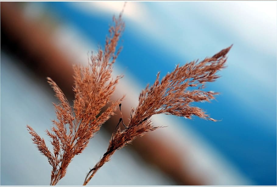 reed, dried, lonely, plant, no people, growth, close-up, nature HD wallpaper