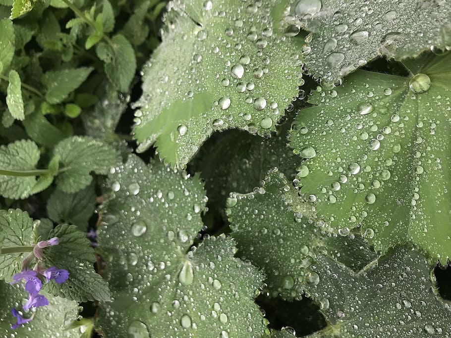 plants, dew, nature, leaf, garden, green, botanical, natural HD wallpaper