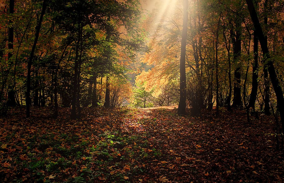 dried leaves on floor, forest, trees, sunbeam, mood, orange HD wallpaper