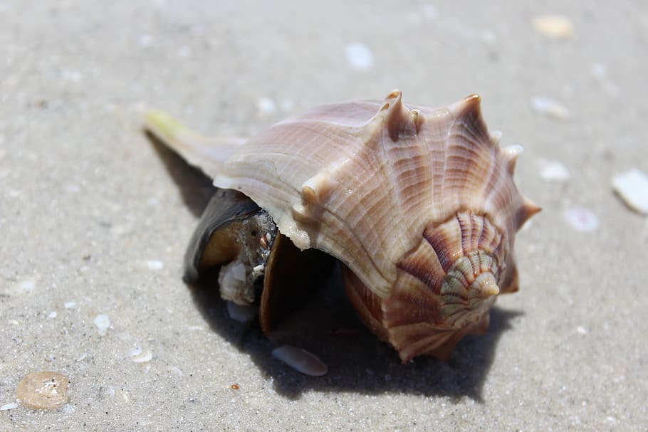 Shell, Beach, Sand, Nature, Seashell, summer, stranded, water HD wallpaper
