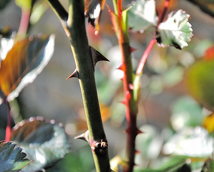 Thorns, Close, Plant, no people, food and drink, close-up, flower HD wallpaper