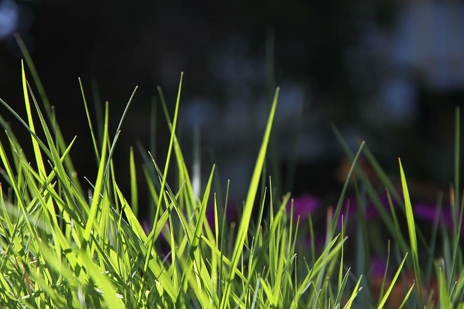 grass, spring, nature, field, season, lawn, garden, turf, plant HD wallpaper