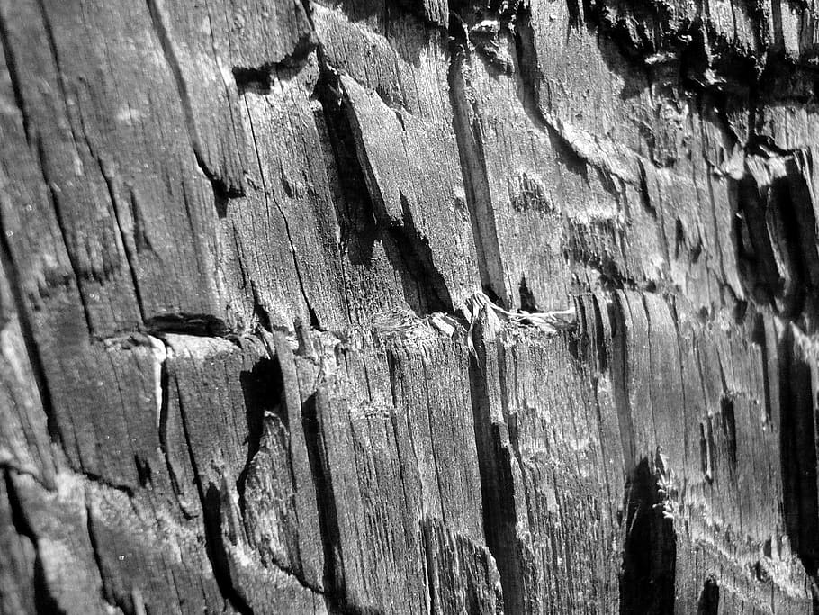 wood, trunk, tree, forest, nature, the structure of the, cut HD wallpaper