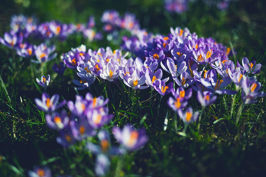 Purple and White Petaled Flowers, bloom, blossom, crocus, flora HD wallpaper
