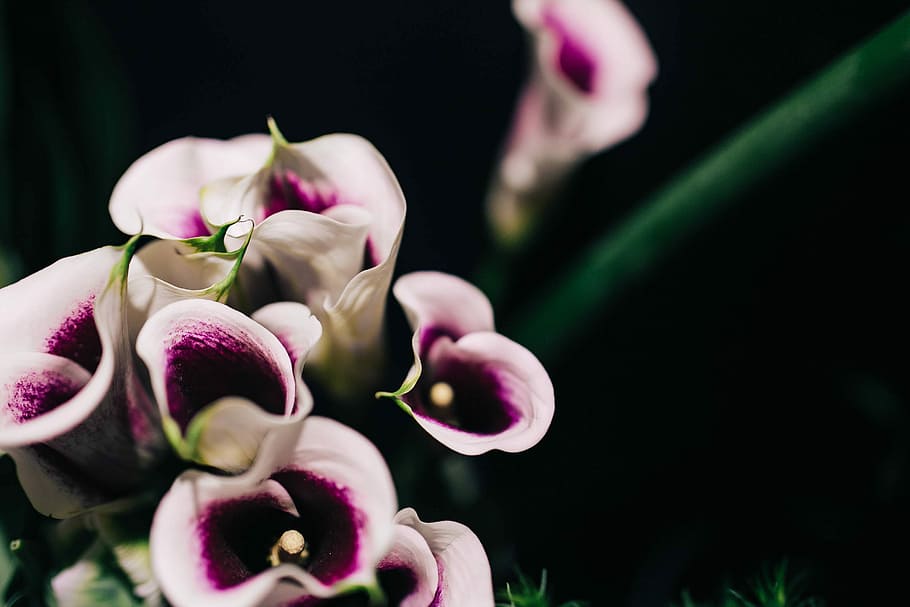 Close-ups of flowers and plants, flora, green, nature, orchid, HD wallpaper