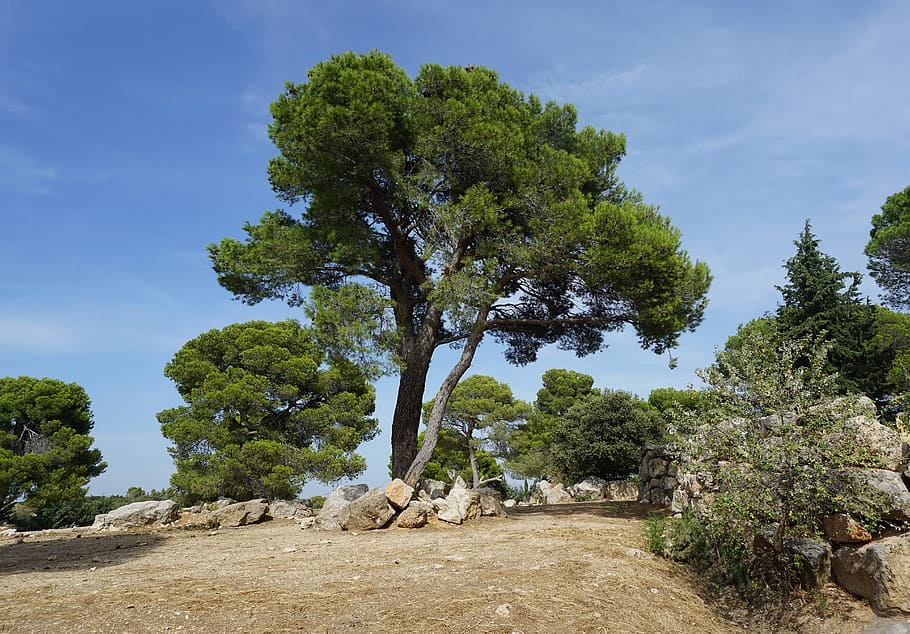 tree, pine, mediterranean, conifer, landscape, nature, summer HD wallpaper