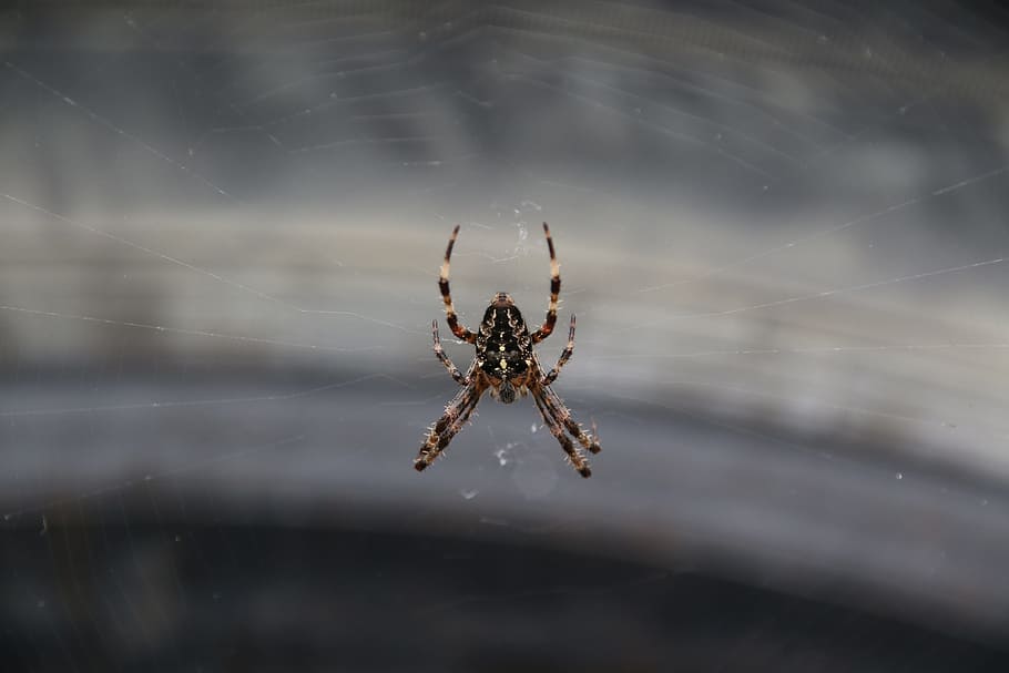 Spin, Spider Web, Garden Spider, Bug, grey, car tyre, one animal HD wallpaper
