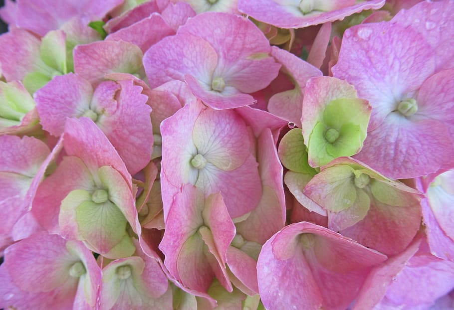 rain, flower, hydrangea, plant, freshness, beauty in nature HD wallpaper