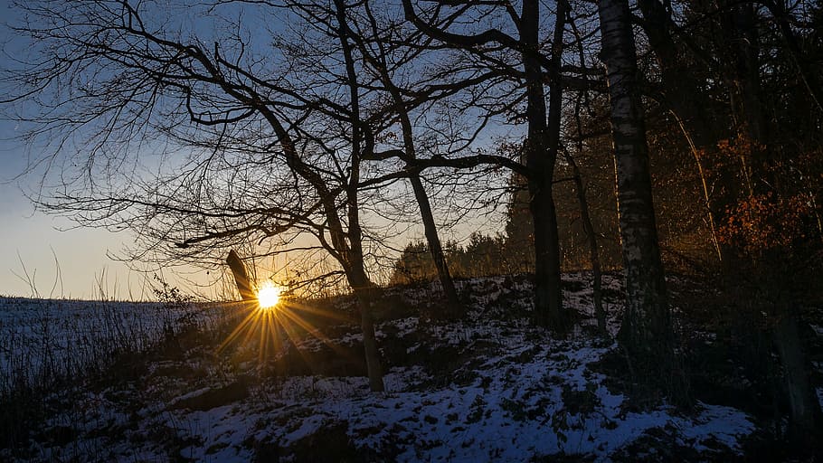forest, winter, snow, evening, sunset, wintry, cold, trees HD wallpaper