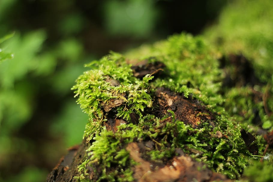 forest, moss, green, tree stump, nature, mushroom, plant, log HD wallpaper