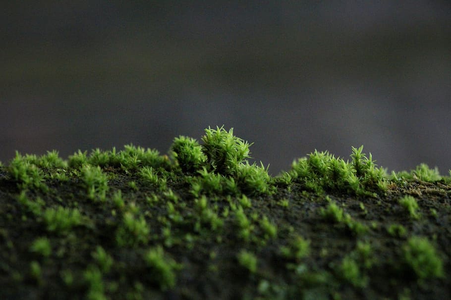 growth, leaf, nature, tree, plant, background, selective focus HD wallpaper