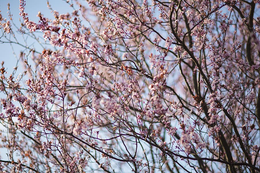 Pink spring flowers, flora, blue sky, blooming, blossom, twig, HD wallpaper