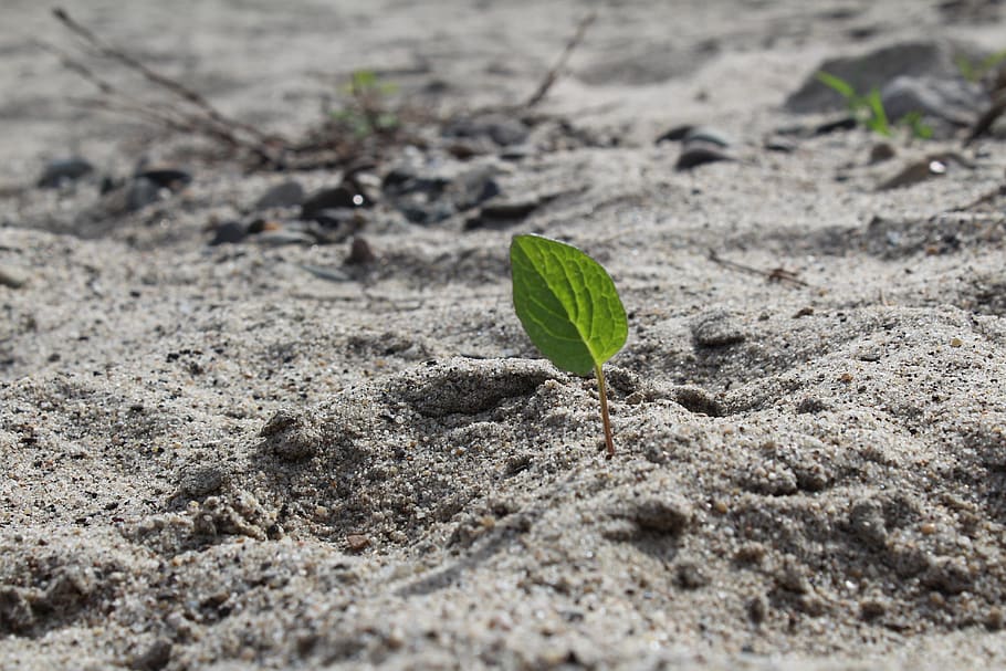 beach, leaf, nature, sand, the background, plant part, land HD wallpaper