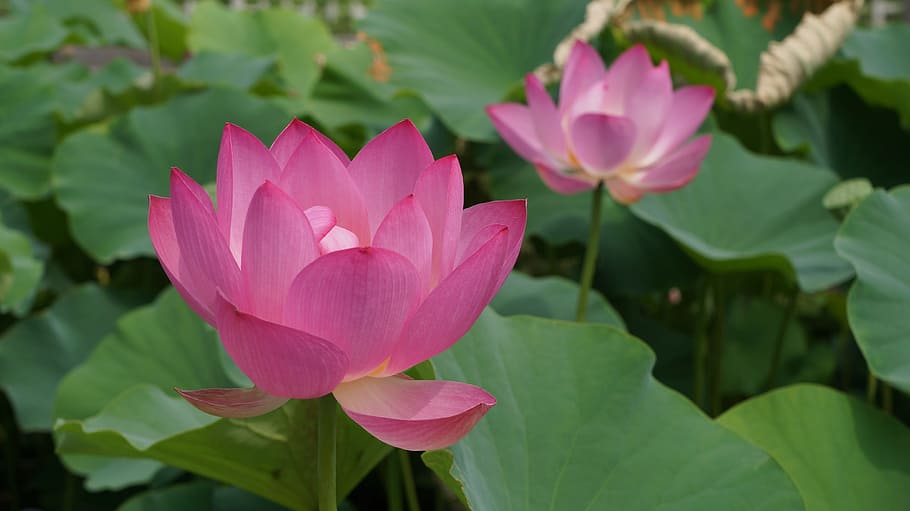 lotus, lotus leaf, flower, flowering plant, pink color, beauty in nature HD wallpaper