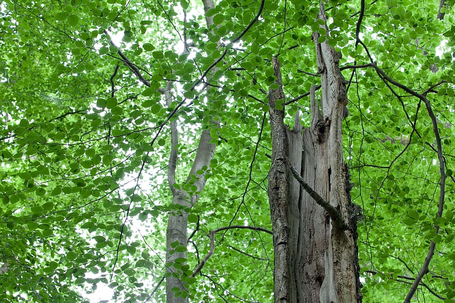 Forest, Green, Nature, Trees, Landscape, wood, tree stump, woodland HD wallpaper