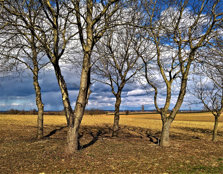 landscape, trees, spring is back, clouds and sky, nature, rural Scene HD wallpaper