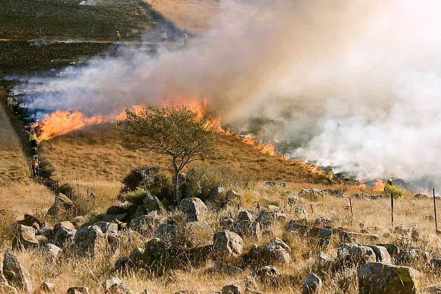 grass fire, firefighter, smoke, preventive burning, wildfire HD wallpaper