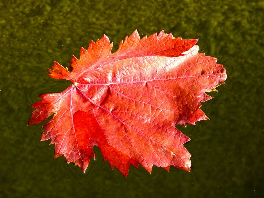 Red Leaf, Vine, Water, vine leaf, autumn, change, nature, maple leaf HD wallpaper