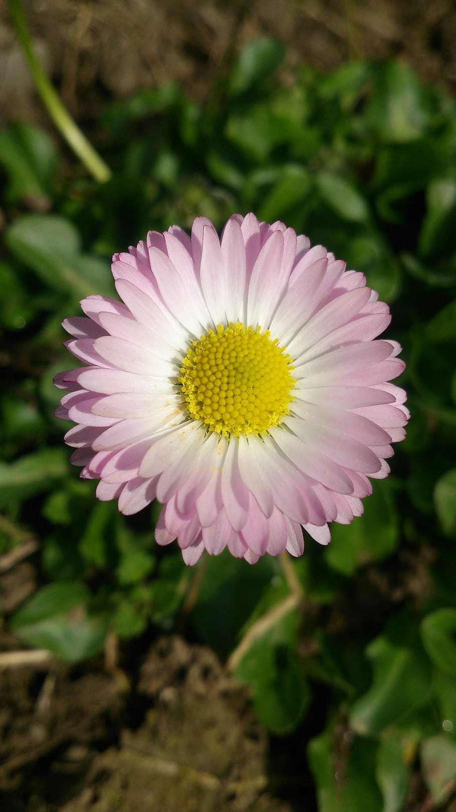 nature, flora, flower, summer, leaf, flowering plant, freshness HD wallpaper