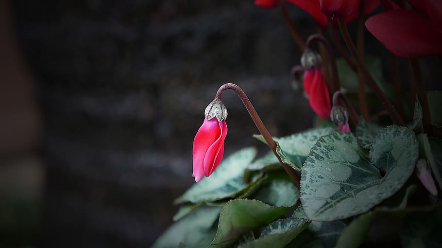 selective focus photography of red flower bud, nature, outdoors HD wallpaper