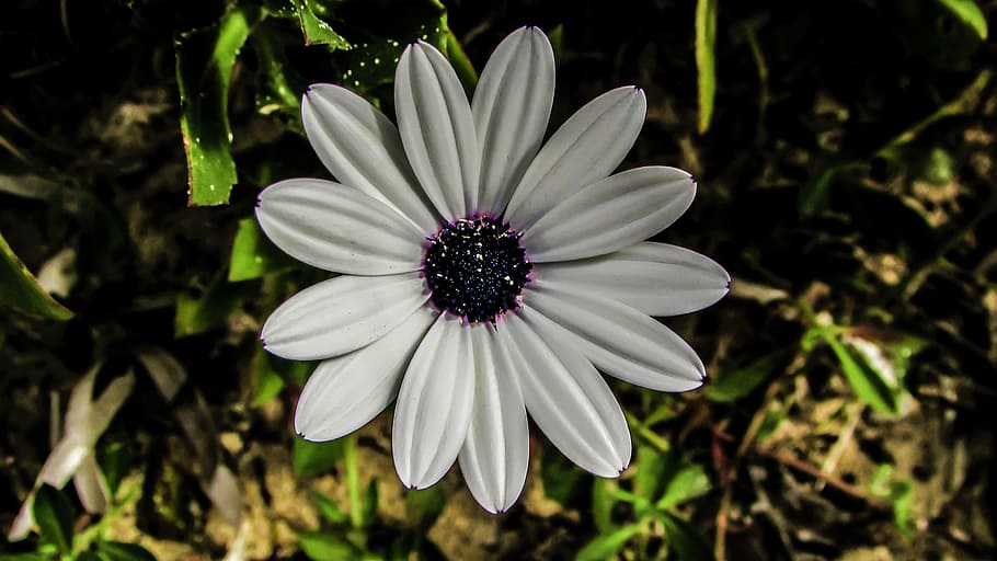 daisy, flower, white, nature, plant, spring, blossom, petal HD wallpaper