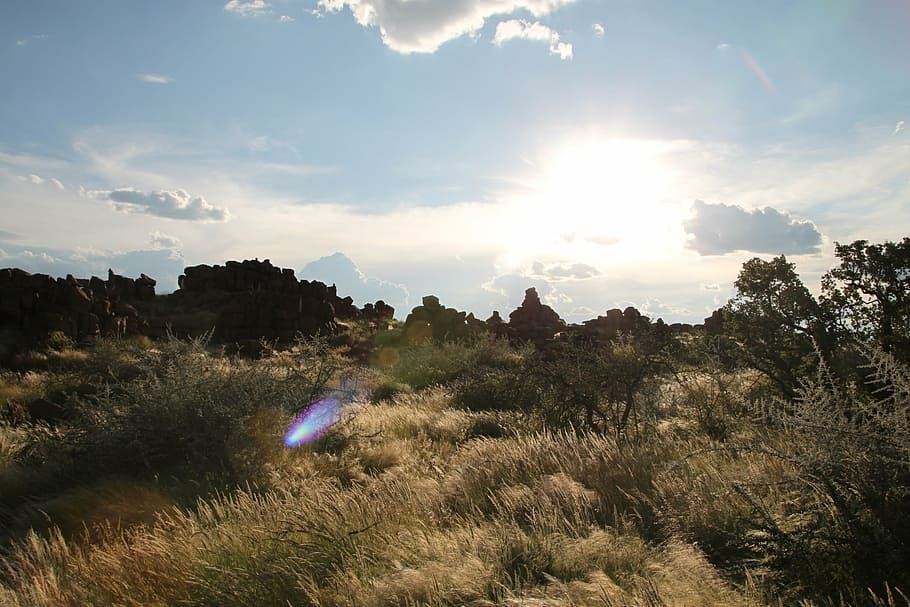 sky, clouds, steppe, veld, namibia, desert, africa, plant, tree HD wallpaper