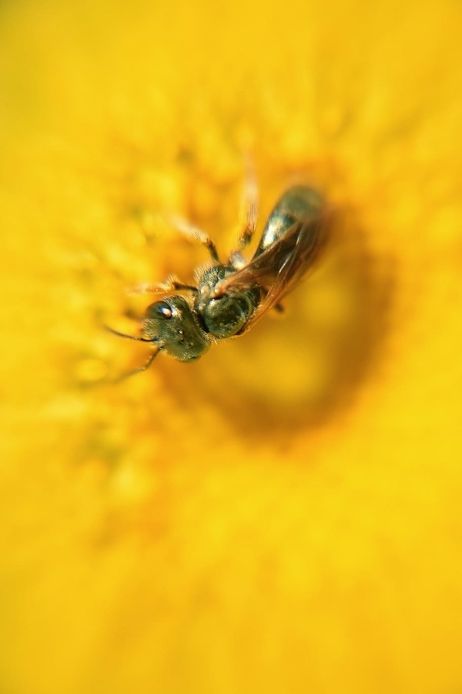 wasp, insect, summer, flower, wasp on flower, small wasp, bee HD wallpaper