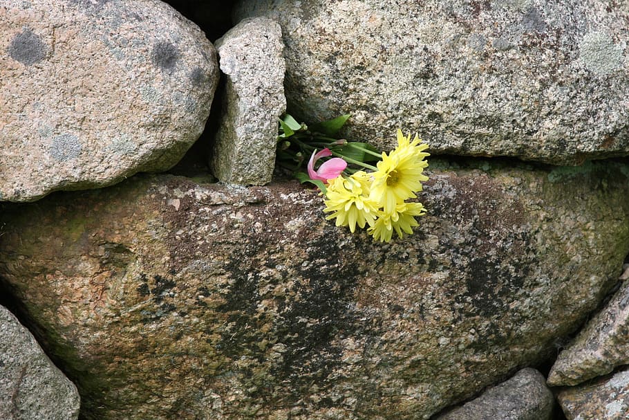 Flower, Wall, Persistence, Survival, flower in wall, life, hope, HD wallpaper