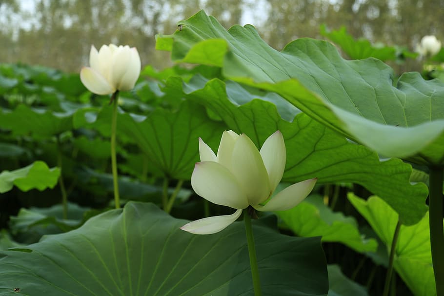 lotus leaf, bloom, open, flowers, plant, flowering plant, plant part HD wallpaper