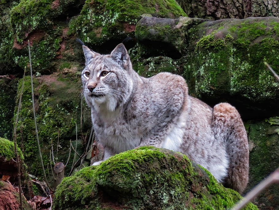 Bob Cat on brown stone during daytime, animals, lynx, predator HD wallpaper