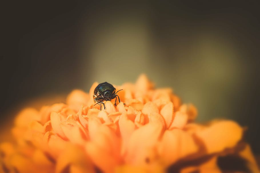 black beetle perched on orange flower close-up photo, small beetle HD wallpaper