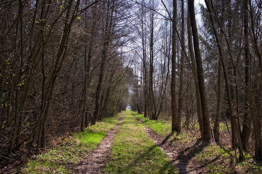 Away, Forest, Nature, Path, Trail, forest path, just, alter weg HD wallpaper