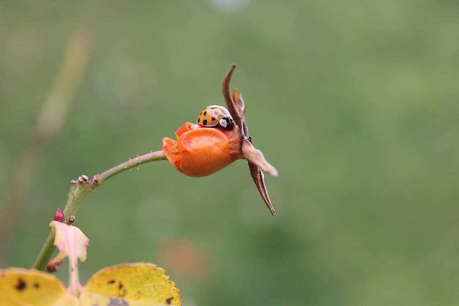 ladybug, ladybird, insect, beetle, red, orange, berry, fruit, HD wallpaper