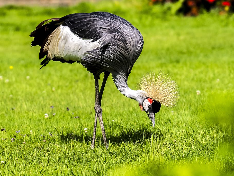 Черный журавль фото птицы